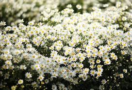 **Exploring the Impact of Chamomile Flowers on Urban Ecology and Parks**