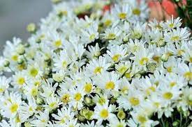 **Interactions between Chamomile Flowers and Beneficial Microorganisms**
