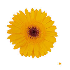 **Utilizing Marigold Flowers for Wildlife Conservation Education**