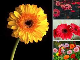**Marigolds and Creating Disability-Friendly Living Spaces**