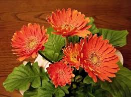 **Marigolds and Their Role in Regenerating Endemic Plant Species**