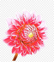 **Medicinal Chrysanthemum in Vitality and Wellness: Harnessing Its Use for Nourishment and Enhanced Vitality**